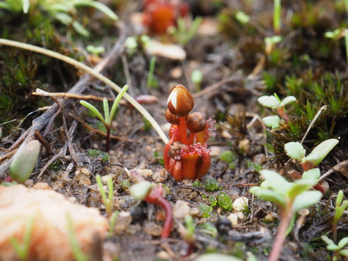 Drosera bulbosa