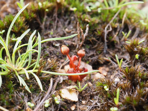 Drosera bulbosa