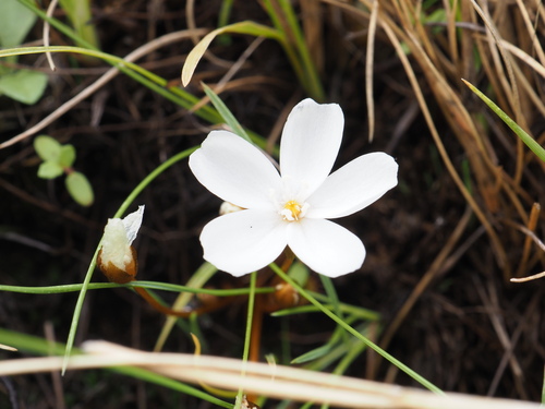 Drosera bulbosa