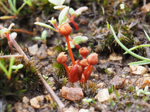 Drosera bulbosa