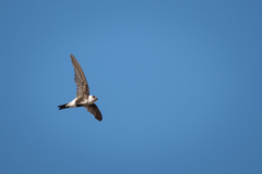 Aeronautes andecolus