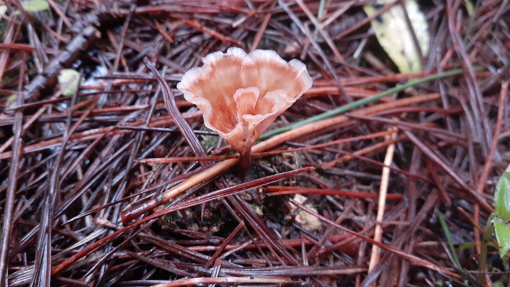 Podoscypha petalodes · June 2025 · photo: © aardvark04 (iNaturalist, cc0)
