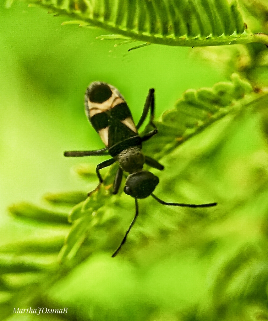 Arhaphe mimetica