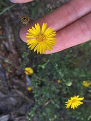 Heterotheca stenophylla