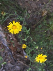 Heterotheca stenophylla