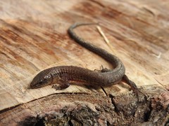 Cali Shade Lizard photo 1