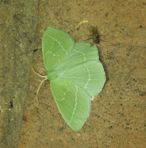 Hemistola siciliana