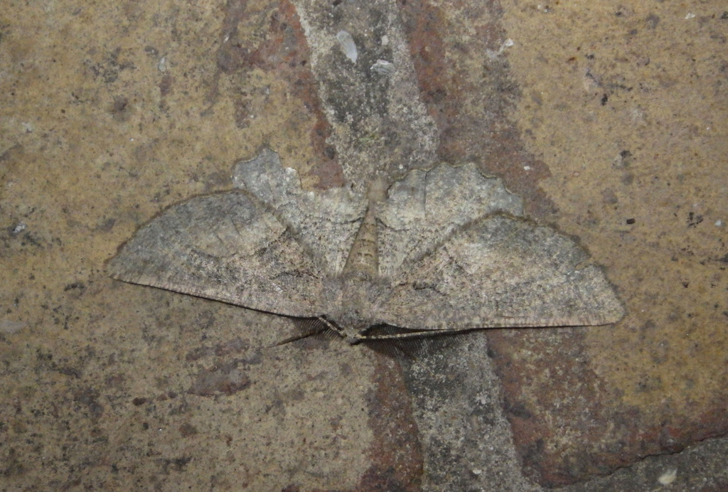 Nychiodes ragusaria