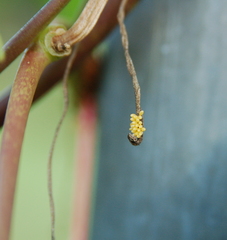 Harmonia axyridis