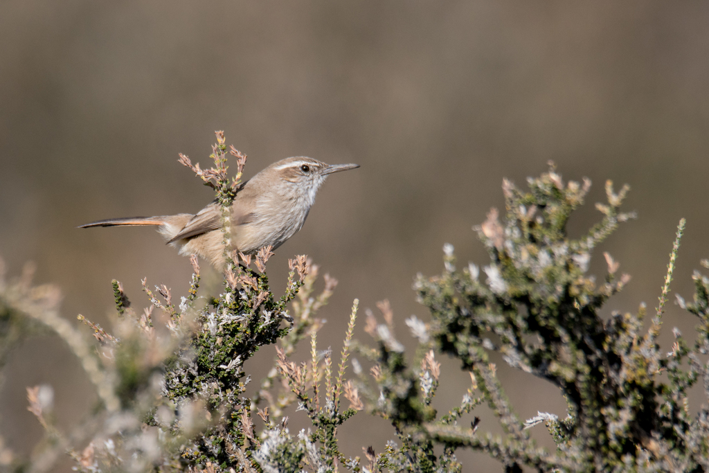 Band-tailed Earthcreeper