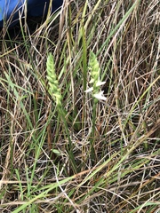 Spiranthes magnicamporum