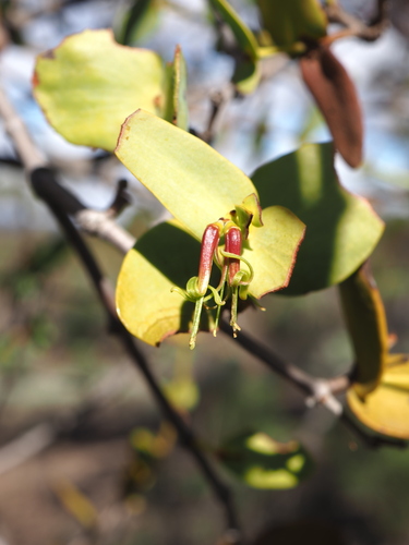 Amyema benthamii (Amyema benthamii)