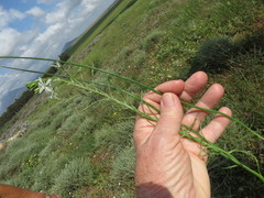 Trachyandra filiformis