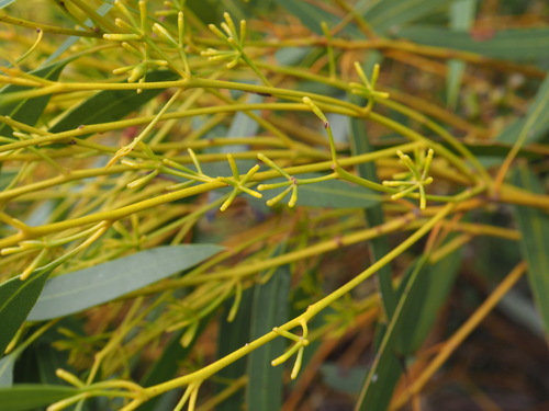 Eucalyptus longissima