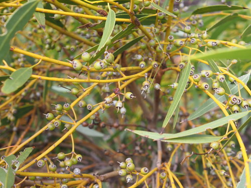 Eucalyptus longissima 2