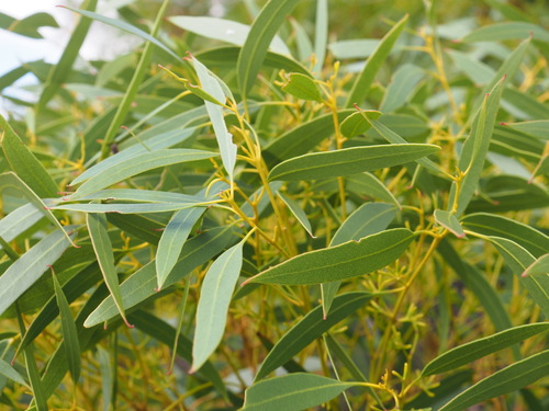 Eucalyptus longissima 3
