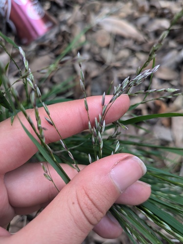 Torrey's melicgrass (Melica torreyana)