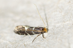 Eudarcia eunitariaeella
