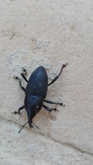 Cactophagus spinolae validus