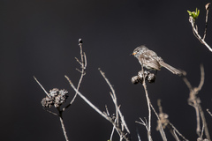 Anairetes flavirostris