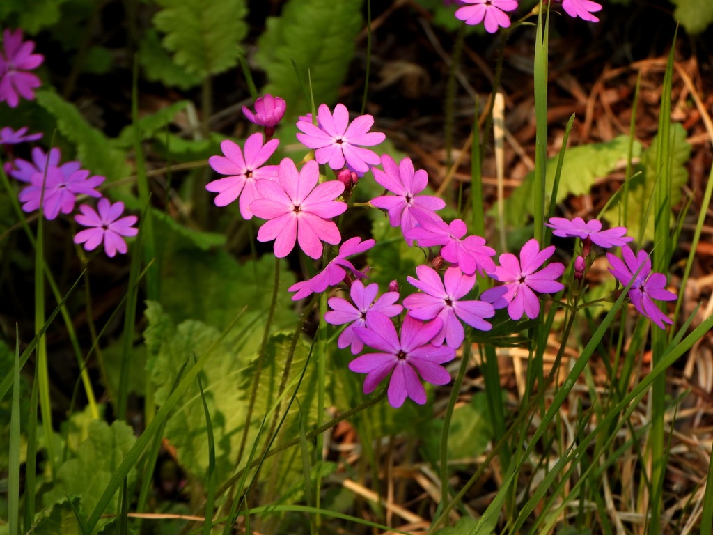 Primula sieboldii; photograph (c) Анна Васильченко, some rights reserved (CC BY)