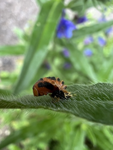 Asiatischer Marienkäfer