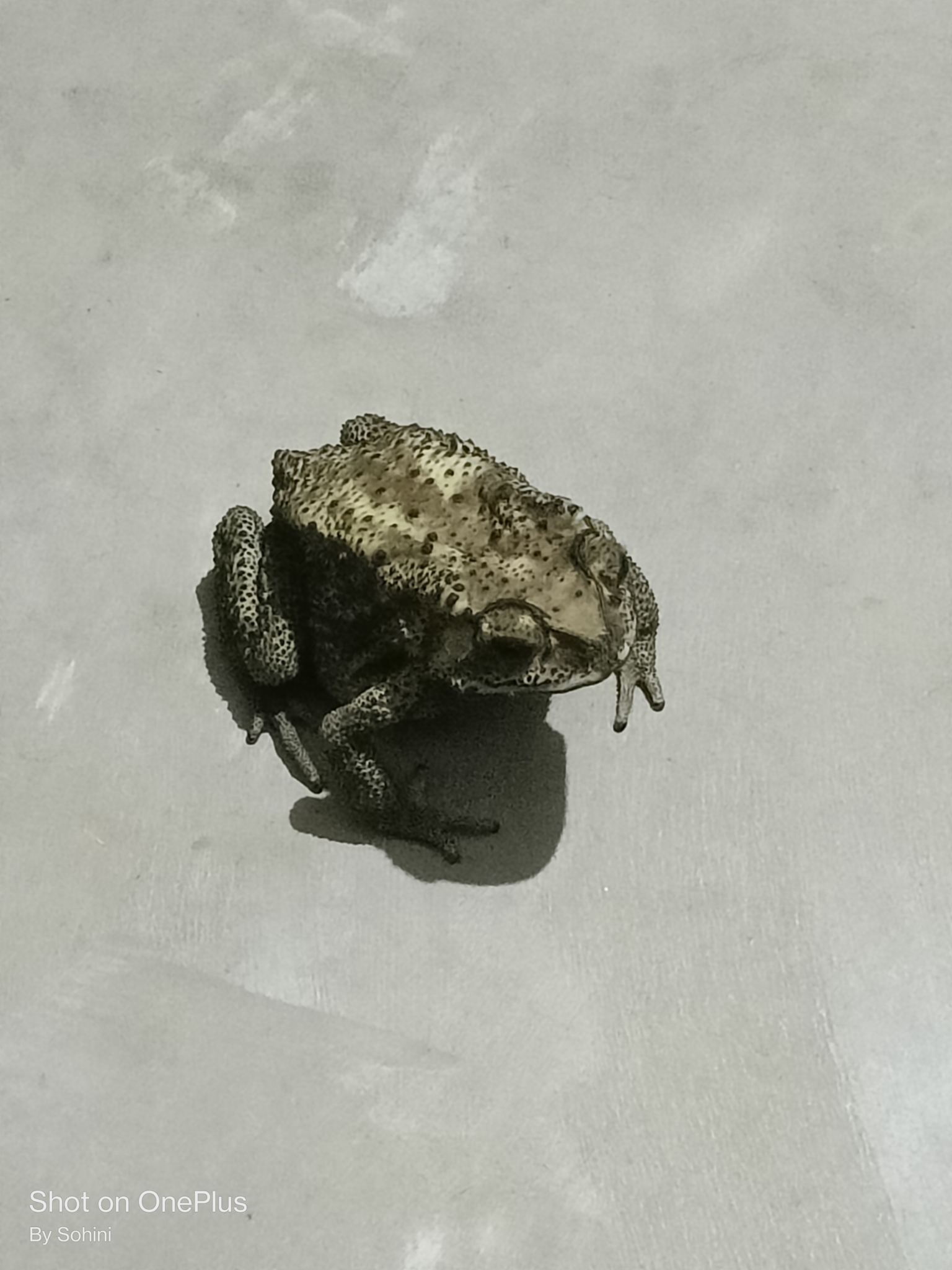 Indian Common True Toad