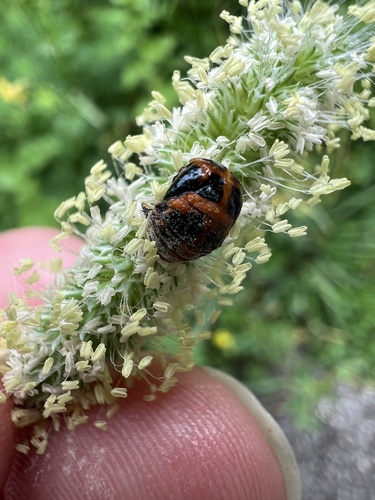 Marienkäfer