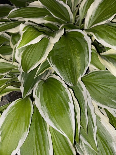 Hosta capitata iNat (3)