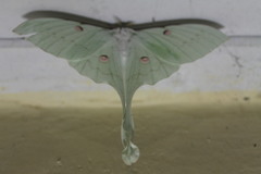 Actias