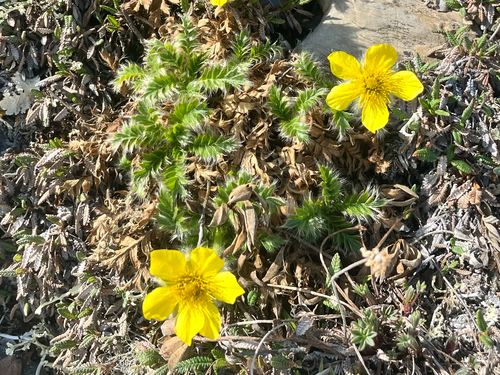 Glacier Avens (Geum glaciale)