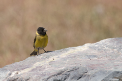 Spinus crassirostris