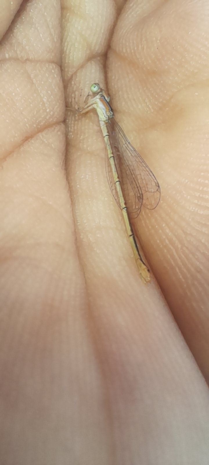 Pygmy Dartlet