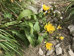 Crepis pyrenaica