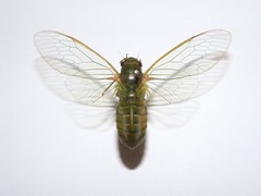Chlorocysta vitripennis