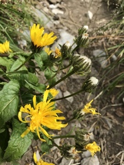 Crepis pyrenaica