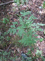 Bidens bipinnata