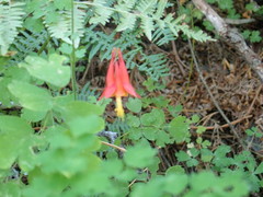 Aquilegia desertorum