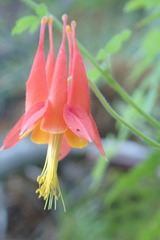Aquilegia desertorum