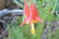 Aquilegia desertorum
