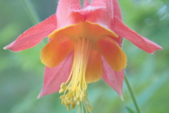Aquilegia desertorum