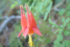 Aquilegia desertorum