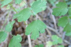 Aquilegia desertorum