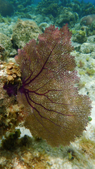 Gorgonia