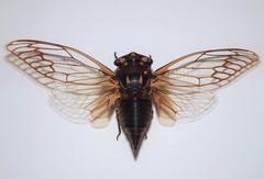 Macrotristria angularis