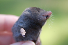Blarina carolinensis