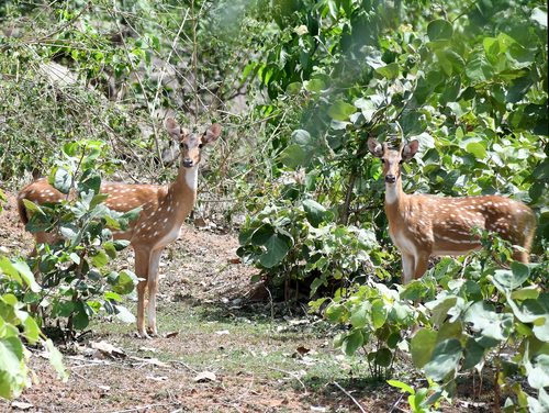 Chital