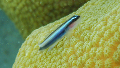 Elacatinus lobeli