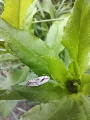 Mugwort Bell