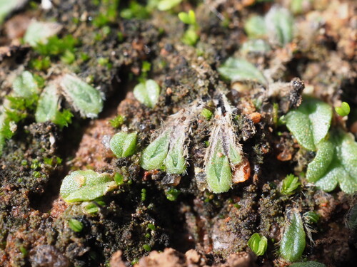 Hairy Crystalwort (Riccia crinita)